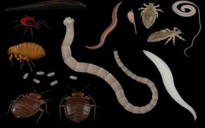 Are Parasites Dangerous?